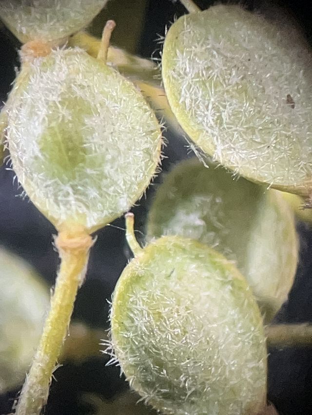 Microscopic view showing the detailed surface structure and fine trichomes of a plant specimen. Photo Larisa Bălă