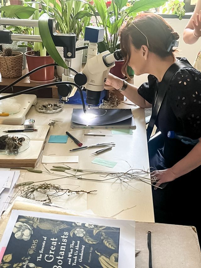 Kasia Molga inspecting botanical samples using a microscope at the herbarium desk. Photo Larisa Bălă