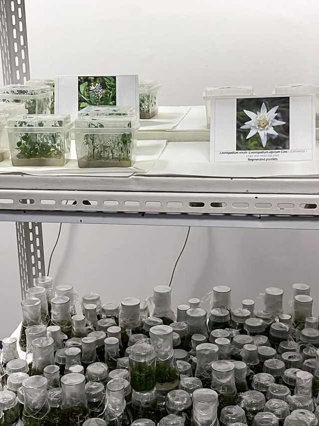 Shelves filled with in-vitro cultures of rare, endangered and endemic medicinal plants. Photo Larisa Bălă