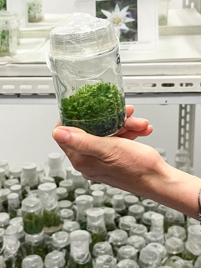 Close-up of a jar-vivarium holding in-vitro plantlets. Photo Larisa Bălă
